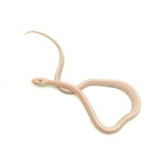 Snow Stripe Corn Snake