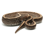 Jigsaw 100 % het Hypo Ball Python