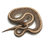 Jigsaw 100 % het Hypo Ball Python