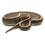Jigsaw 100 % het Hypo Ball Python