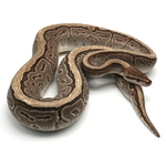 Jigsaw 100 % het Hypo Ball Python