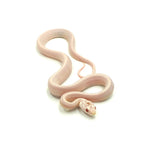 Snow Stripe Corn Snake