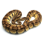 Pastel pos Specter Enchi Ball Python