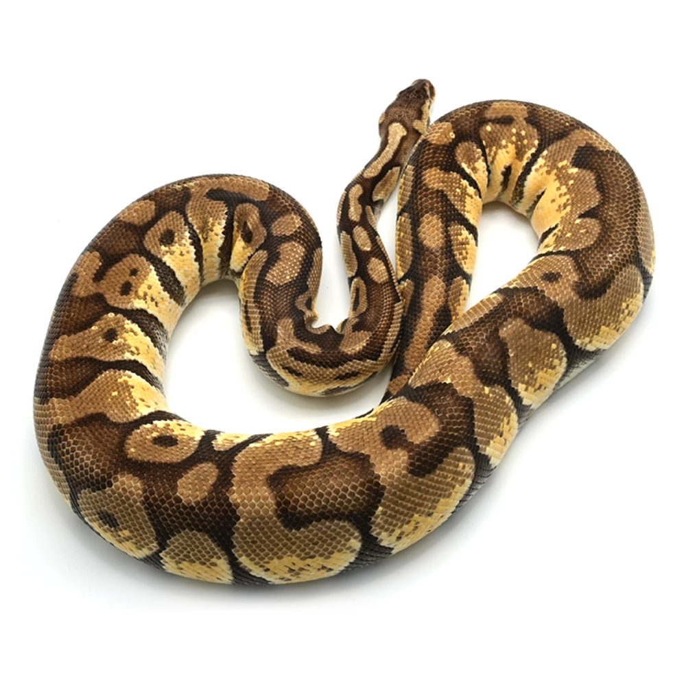 Specter Ball Python Color Pastel pos Specter Enchi Ball Python | for Sale| Reptilia