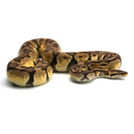 Pastel pos Specter Enchi Ball Python