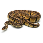 Pastel pos Specter Enchi Ball Python