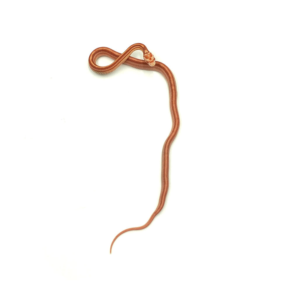 Albino Tessera Corn Snake