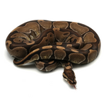 Enchi het Red Axanthic Ball Python