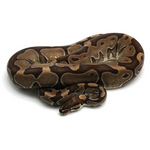 Enchi het Red Axanthic Ball Python