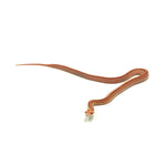 Albino Tessera Corn Snake
