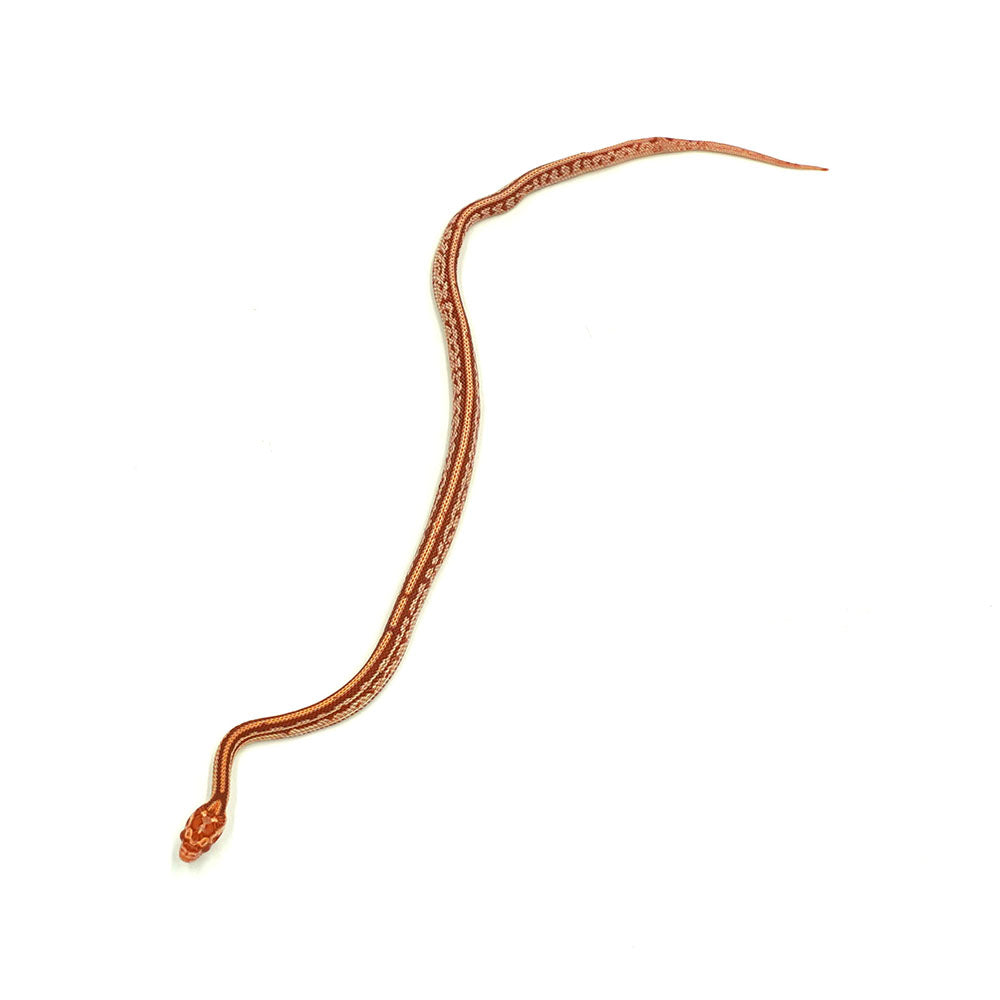 Albino Tessera Corn Snake