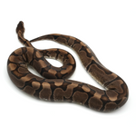 Hidden Gene Woma Granit Ball Python