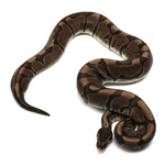 Hidden Gene Woma Granit Ball Python