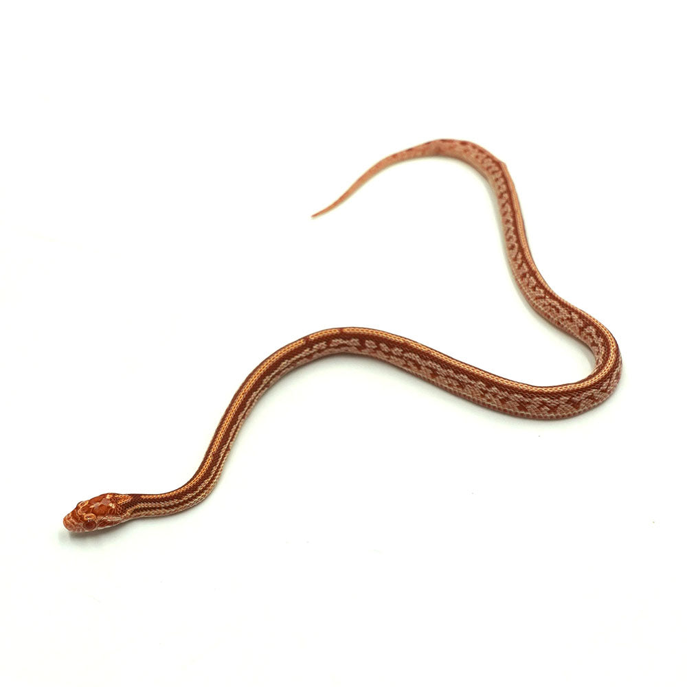Albino Tessera Corn Snake