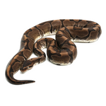 Hidden Gene Woma Granit Ball Python
