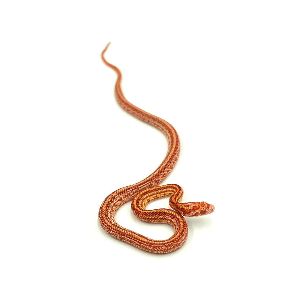 Albino Tessera Corn Snake