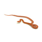 Albino Tessera Corn Snake
