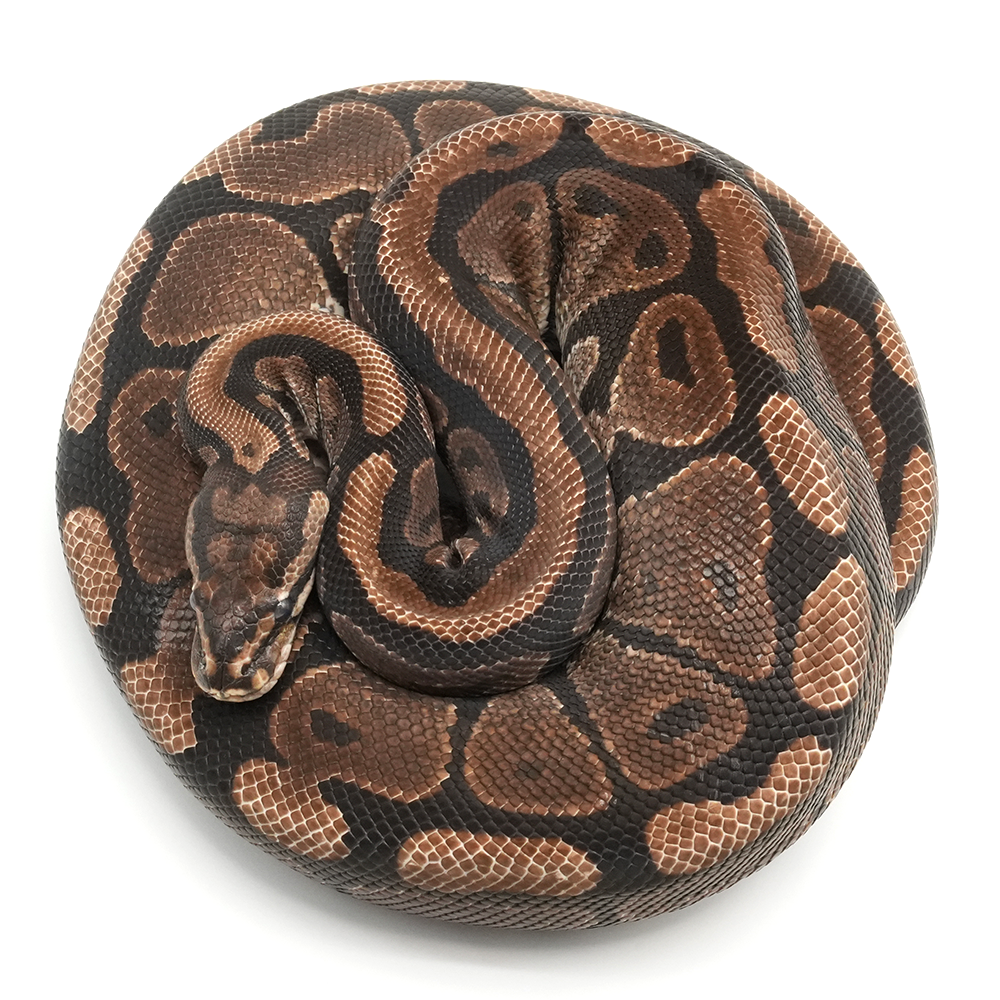 Spotnose Ball Python