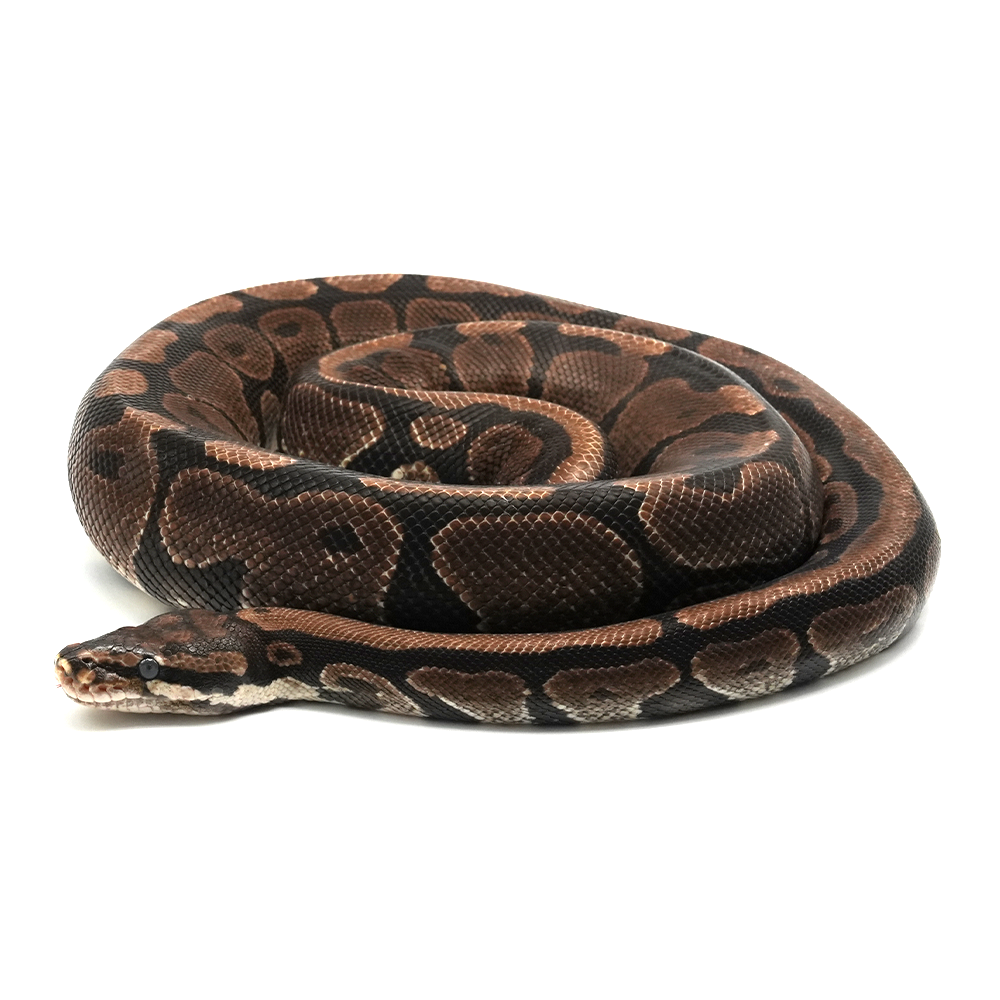 Spotnose Ball Python