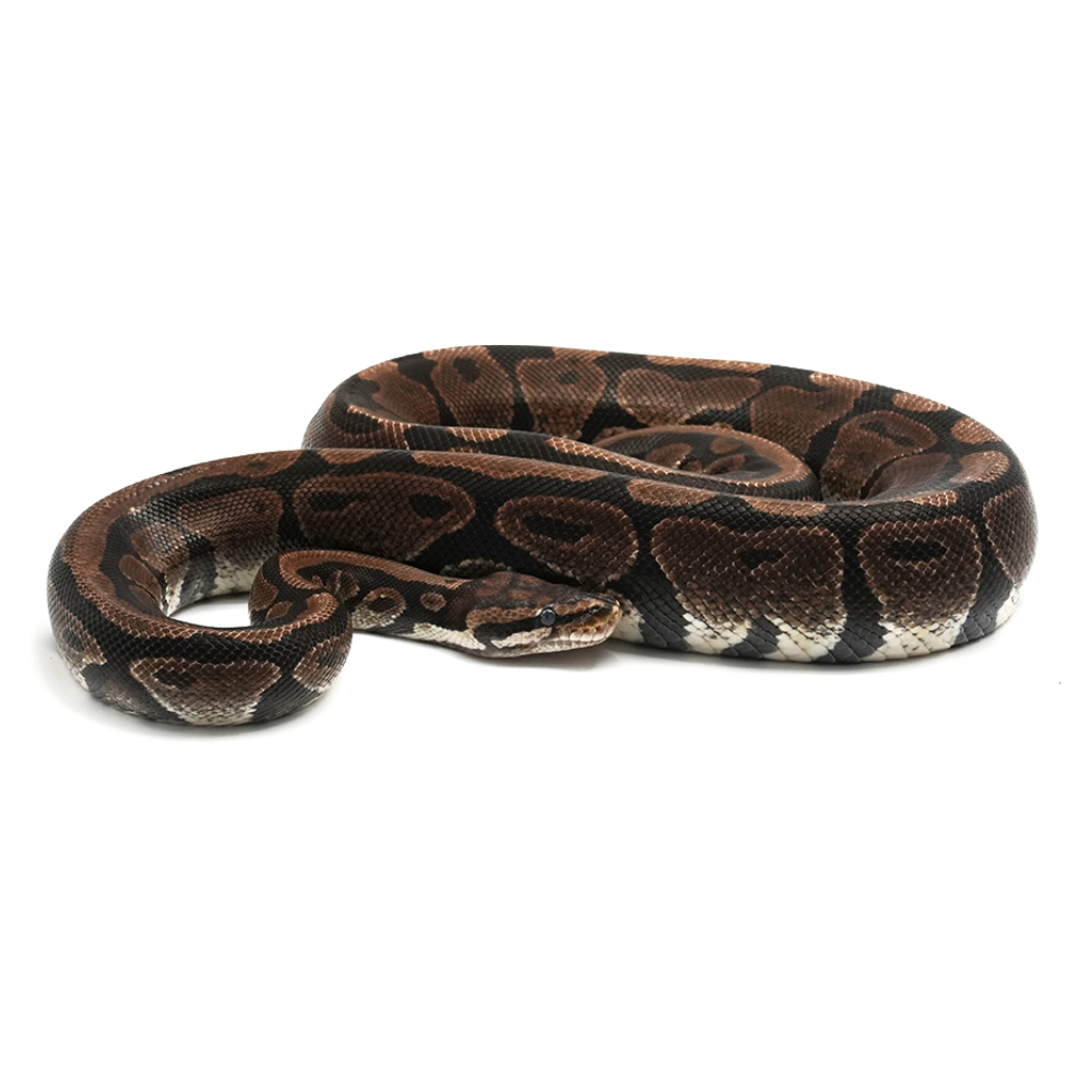 Spotnose Ball Python