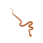 Albino Tessera Corn Snake