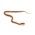 Albino Tessera Corn Snake