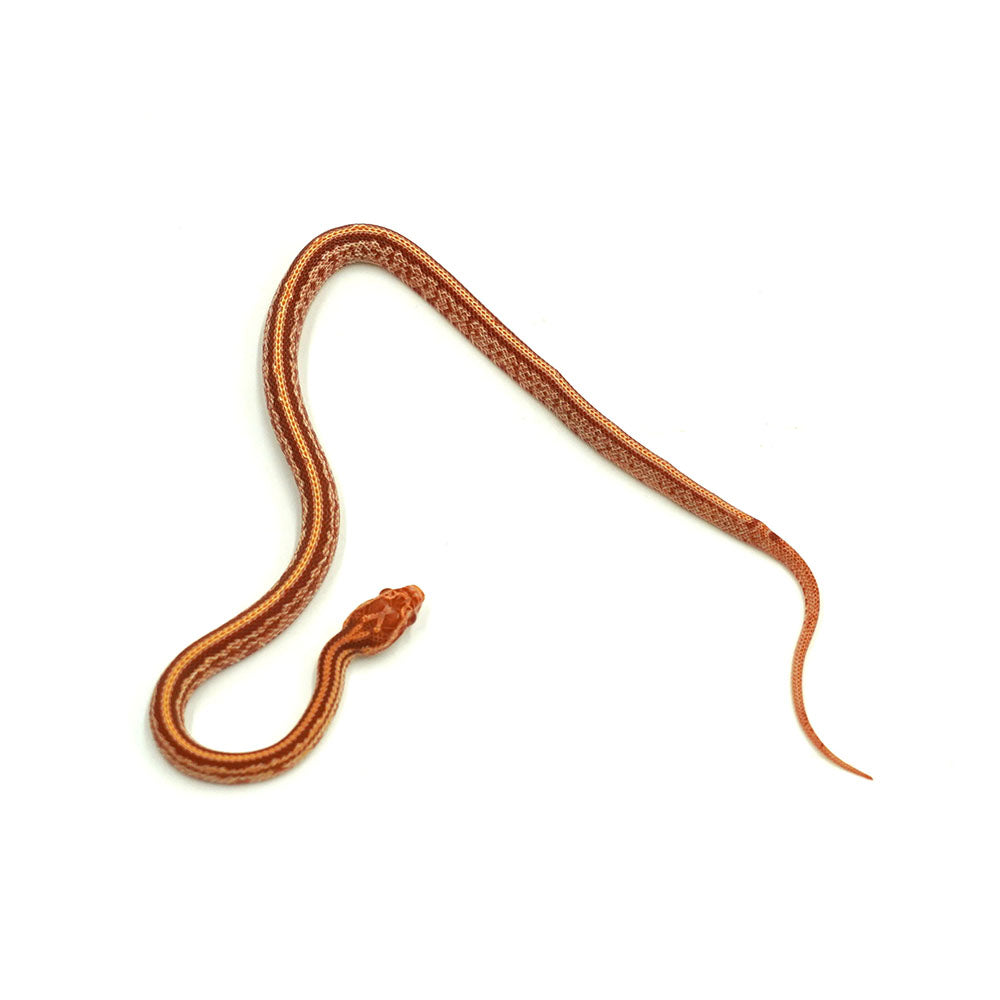 Albino Tessera Corn Snake