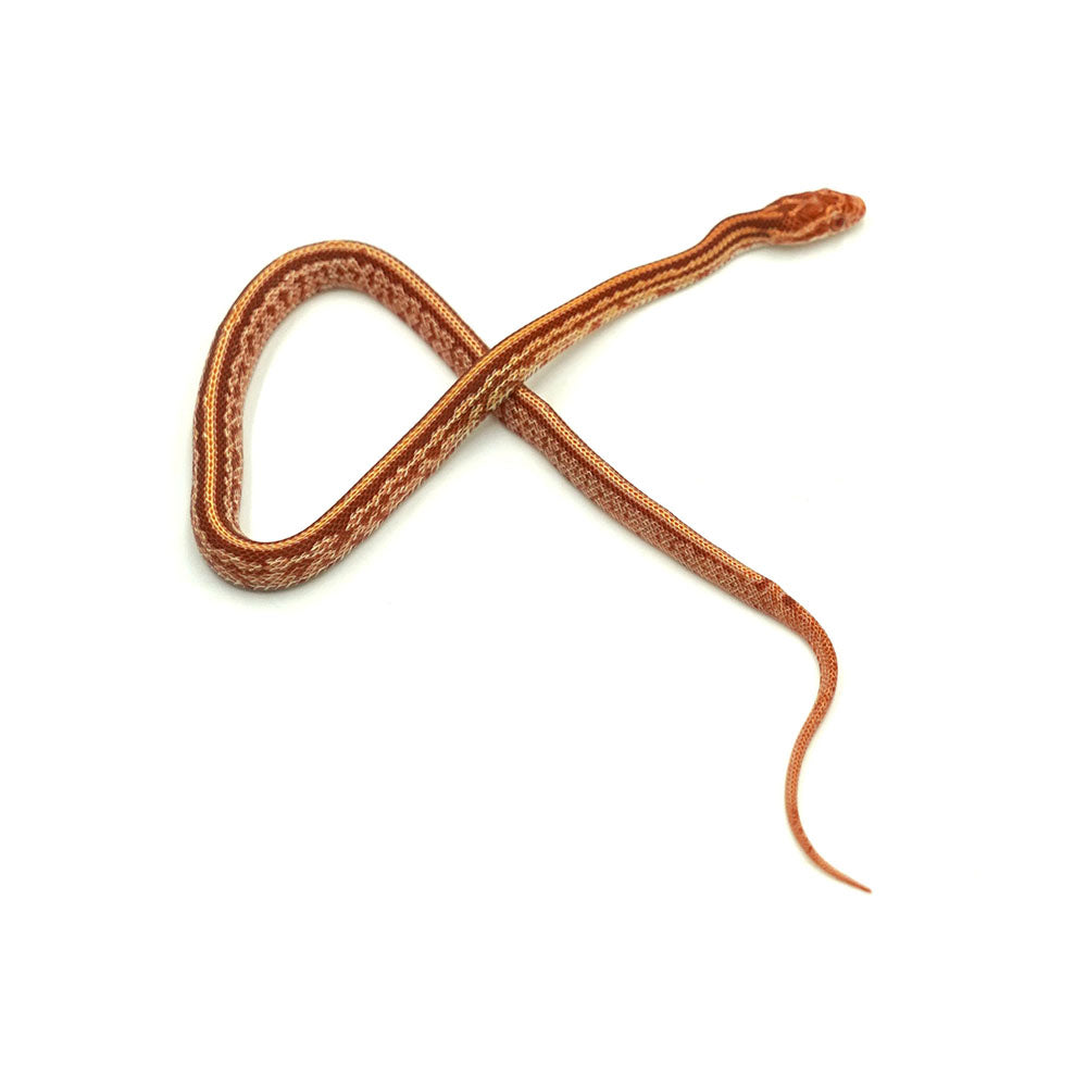 Albino Tessera Corn Snake