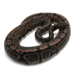 Axanthic TSK-Line Ball Python