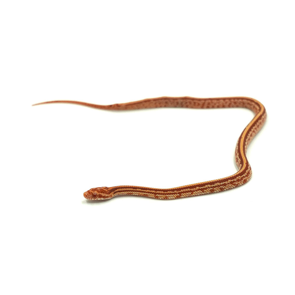 Albino Tessera Corn Snake