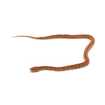 Albino Tessera Corn Snake