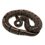 Axanthic TSK-Line Ball Python
