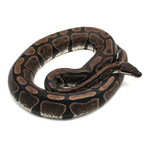 Axanthic TSK-Line Ball Python