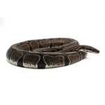 Axanthic TSK-Line Ball Python