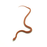 Albino Tessera Corn Snake