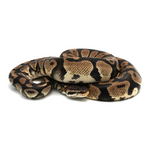 Pastel Yellow Belly Ball Python