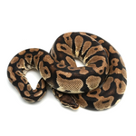 Pastel Yellow Belly Ball Python