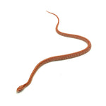 Albino Tessera Corn Snake