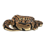 Pastel Yellow Belly Ball Python