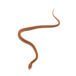 Albino Tessera Corn Snake