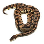 Pastel Yellow Belly Ball Python