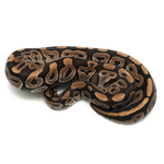 Phantom Ball Python