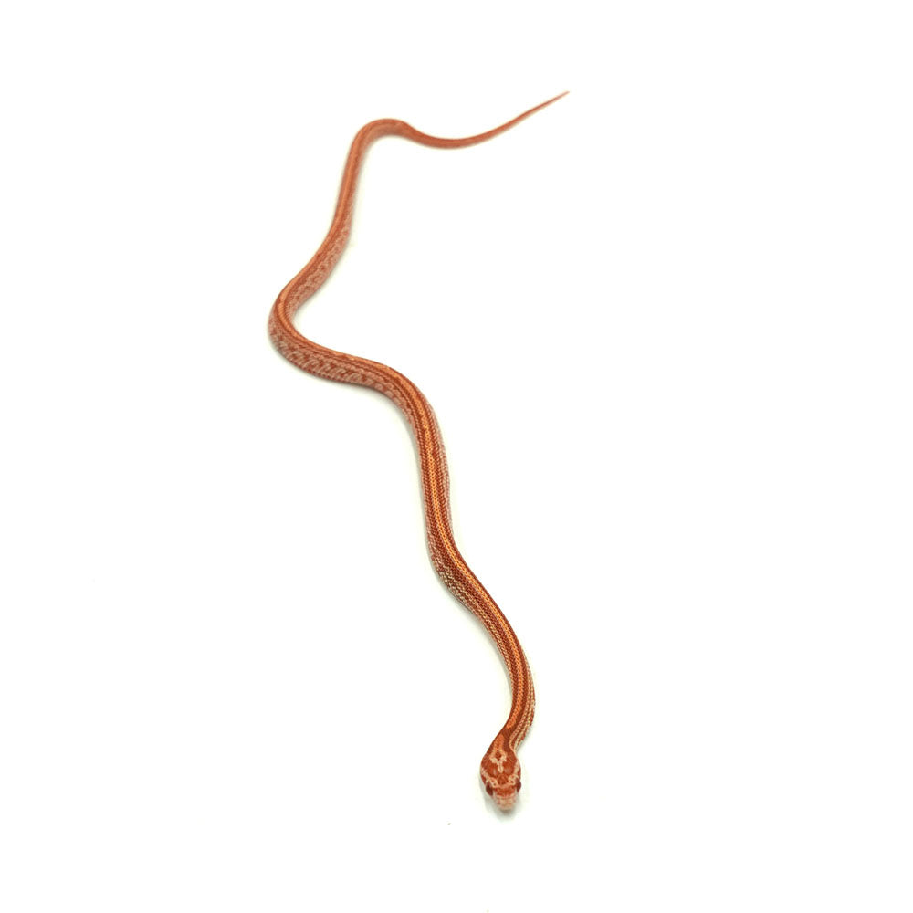 Albino Tessera Corn Snake