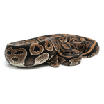 Phantom Ball Python