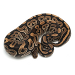 Phantom Ball Python