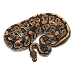 Phantom Ball Python