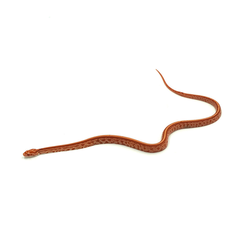 Albino Tessera Corn Snake
