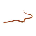 Albino Tessera Corn Snake