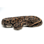 Phantom Ball Python