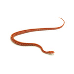 Albino Tessera Corn Snake